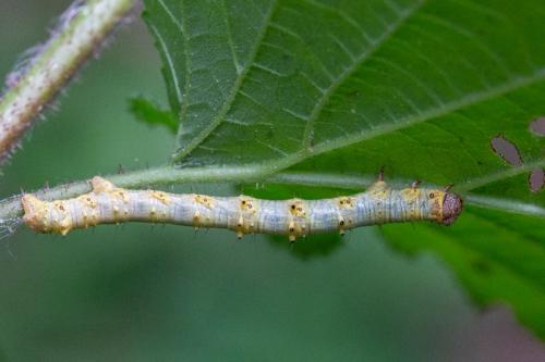 Phigalia pilosaria